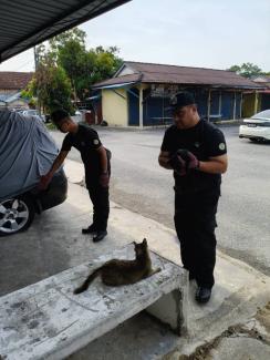 kucing
